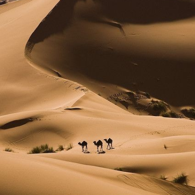 Three camels