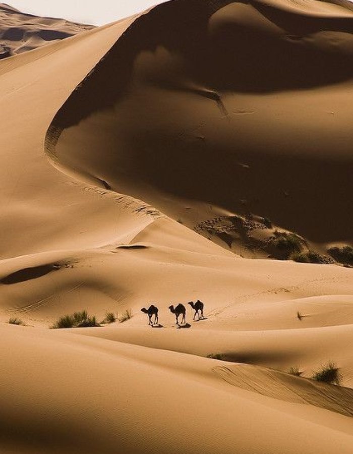 Three camels